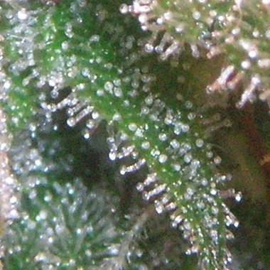 Kuva 6. Kannabiskasvin trikomeita eli hartsirauhasia. Kuva 7. THCA:n biosynteesi. Geranyyli pyrofosfaatti (GPP) ja olivetolihappo (OA) yhdistyvät muodostaen kannabigerolihapon (CBGA).