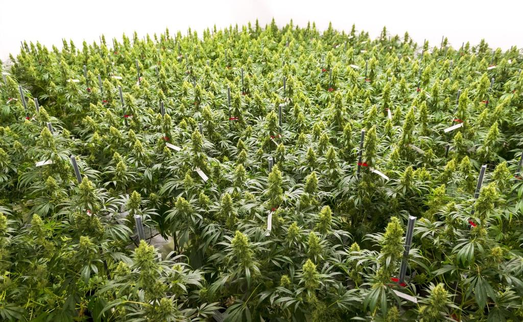 Kuva 38. Lääkekannabiksen viljelyä. Bedrocan BV. 2.5.