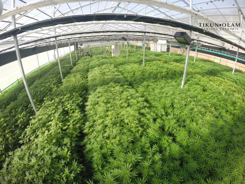 2.6.4 Israelin lääkekannabis Israel kuuluu lääkekannabiksen tutkimuksen edelläkävijöihin.