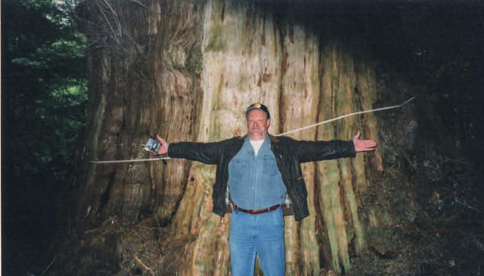 Suurin seetripuu Sointulassa on 13 metriä ympärysmitaltaan. Tuulan kanssa kaksi kertaa Suomessa.