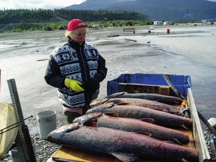 Leena ja suuria lohia. yli 500 kiloa. Yhteensä olen ampunut Alaskassa jo reilut 20 hirveä. Täällä laki sanoo, että kun täytät 60 vuotta, saat ilmaiseksi kalastuskortin ja metsästyskortin.