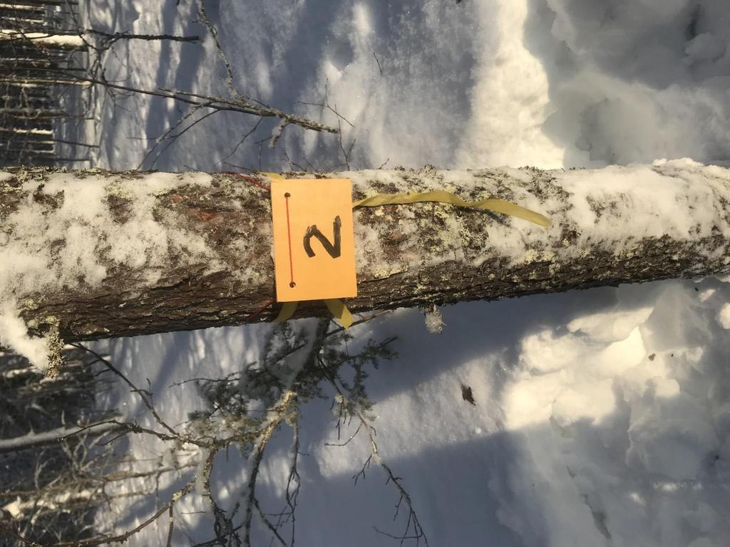 24 Kuvio 3. Yksittäisen puun merkintä. Kuten kuvasta näkyy suoritin mittaukset lumiseen aikaan.
