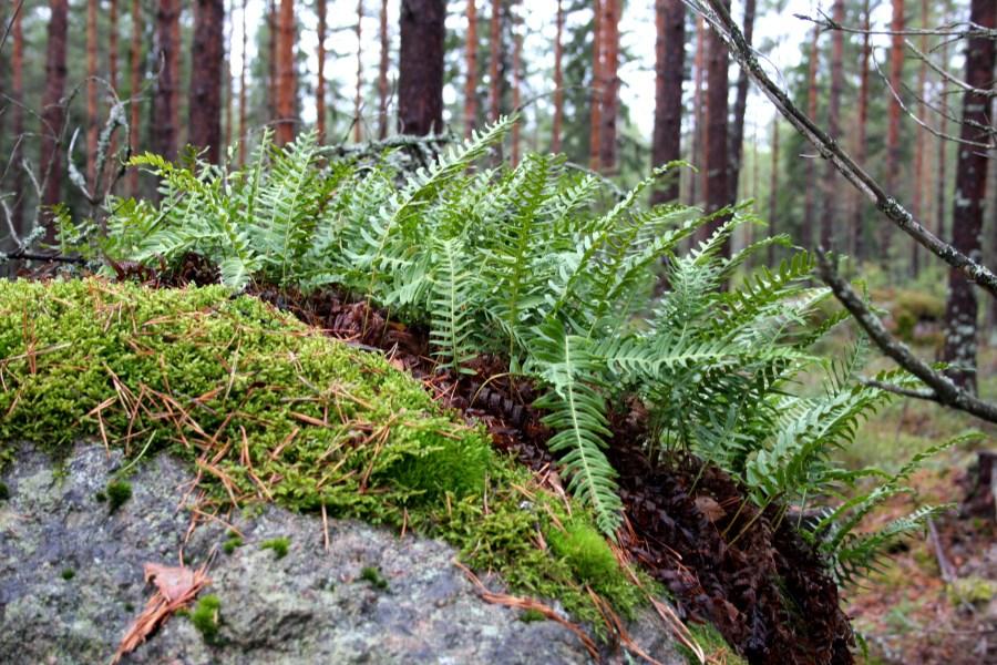 Kallioimarre Kasvupaikka: Suomessa kallioimarretta kasvaa koko maassa. Laji on yleinen tai erittäin yleinen Jyväskylän korkeudelle saakka, pohjoisempana se harvinaistuu.