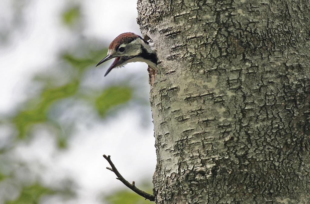 Uhanalaiset lajit Koiras poikanen juuri lähtemässä pesästä. Timo Laine A juvenile male just about to leave the nest.