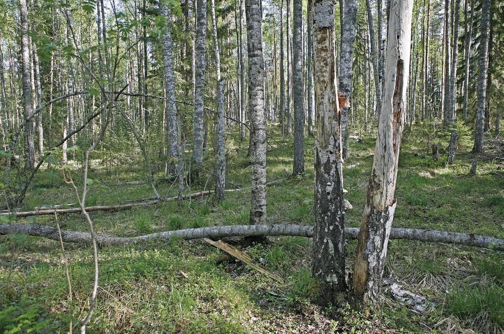 Uhanalaiset lajit Deciduous forests with decaying wood are best habitats for White-backed Woodpecker. Timo Laine Kirjallisuus Alanko, T. 1982: Havaintoja valkoselkätikkaparin pesinnästä Sysmässä.