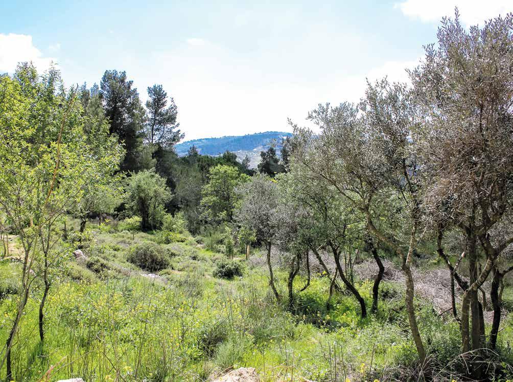 14 Israelissa metsä symboloi toivoa istock Haifan yliopiston tutkija Samuel Willner kirjoittaa metsien merkityksestä Raamatun ajoilta nykypäivään.