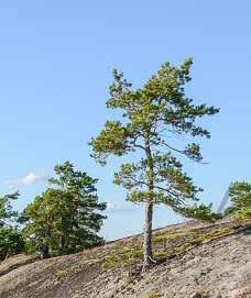 vodenakojen vahteln avlla.