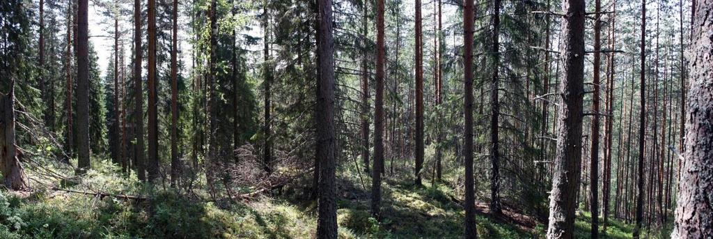 9 Kuva 9. Linnankukkulan etelärinne, kuvattu luoteesta. AKDG 4870:9 Kuva 10. Linnankukkulan etelärinne ja vasemmalla mäen varsin jyrkkä länsirinne, kuvattu etelästä.