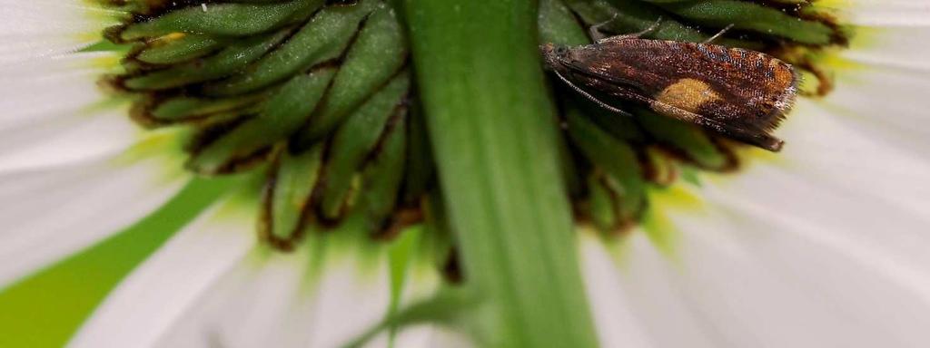 Puistoissa ja tienvarsilla näistä voivat toukkavaiheensa kehittyä kuitenkin myös Chionodes ignorantellus, Anarsia innoxiella, Dichrorampha alpinana, Platyperigea montana ja Phytocoris tiliae. Kuva.