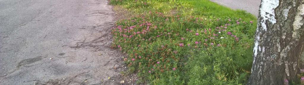 Metsäapilakasvusto Pahalamminpuistoa vastapäätä,