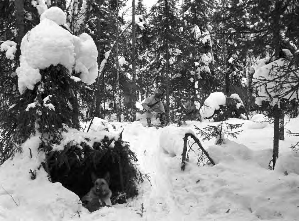 HANKITUN TIEDON VARASSA Koirien käyttö tiedustelutoiminnassa perustui osittain sotien kokemuksiin. Kuva Sotamuseo.