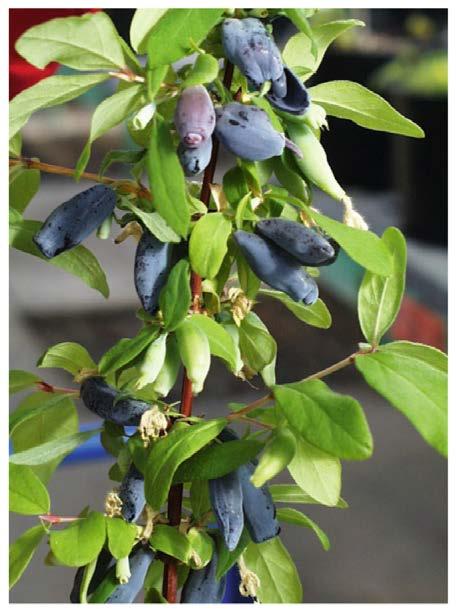 Alkuperä ja hakusanat 2 Haskaps, Blue Honeysuckle, Honeyberry haskap Japani