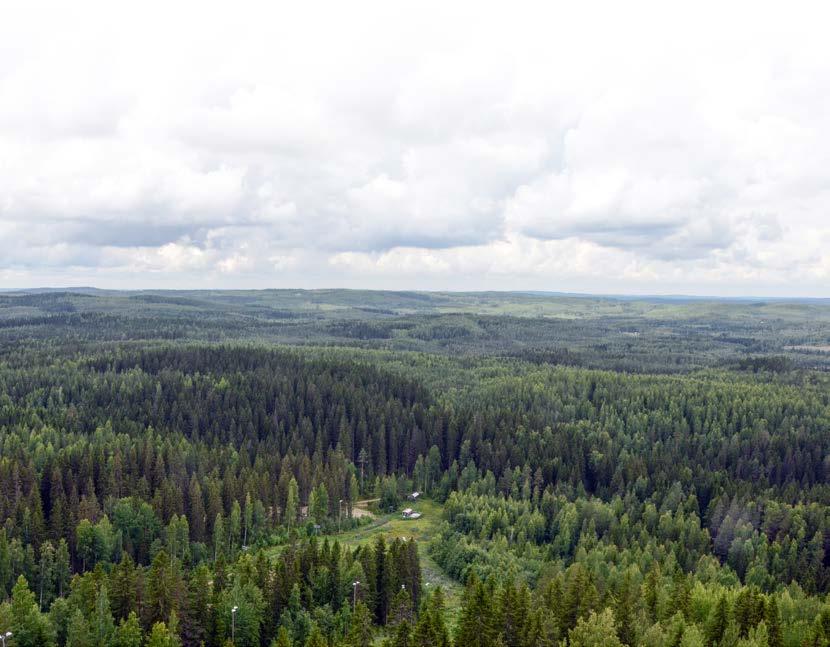 Seuranta Metsäohjelman toteutumista seurataan vuosiraportin avulla.