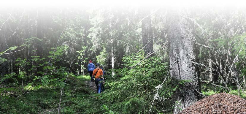 Metsäohjelma linjaa metsien käyttöä Metsäohjelma on metsien käyttöä ja hoitoa vuoteen 2030 linjaava strateginen suunnitelma.