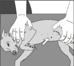 POISTO: Lääkkeellinen rauhoitus (sedaatio ja/tai yleisanestesia) saattaa olla välttämätön implantaatin poistoon. Aseta koira kuten on kuvattu implantaatin annostuksessa. 1.