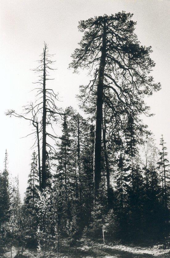100-200 3 ha -1 ) suuret vanhat puut pienialaiset häiriöt,