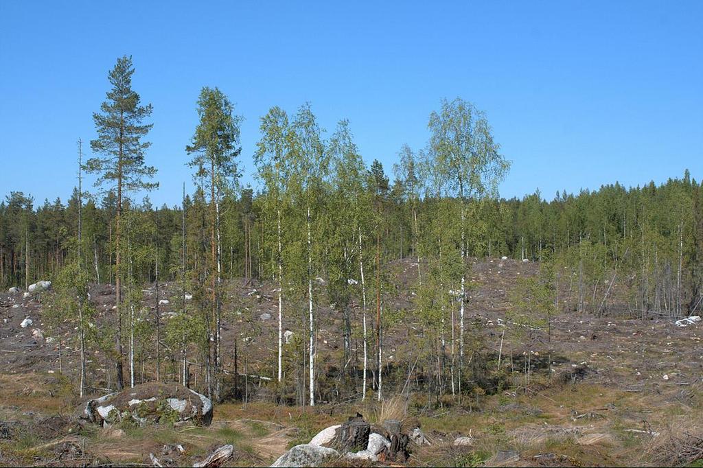 Mitä monimuotoisuuden hyväksi on jo tehty?