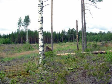 pienialaiset häiriöt Puiden ja puuryhmien kokoiset häiriöt Avohakkuu