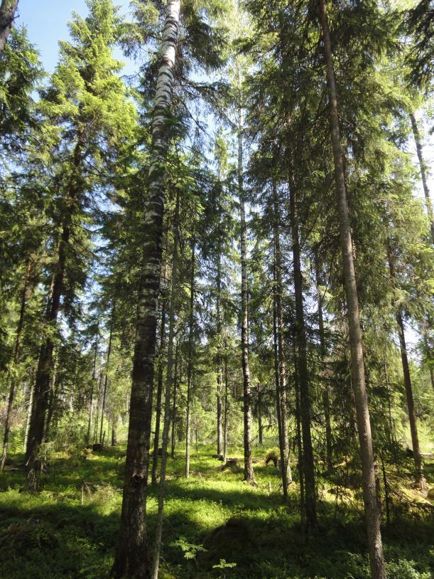 Pysyvä peitteisyys jatkuvassa kasvatuksessa nykyiset monimuotoisuustoimet eivät turvaa lajeja, jotka eivät siedä avohakkuun