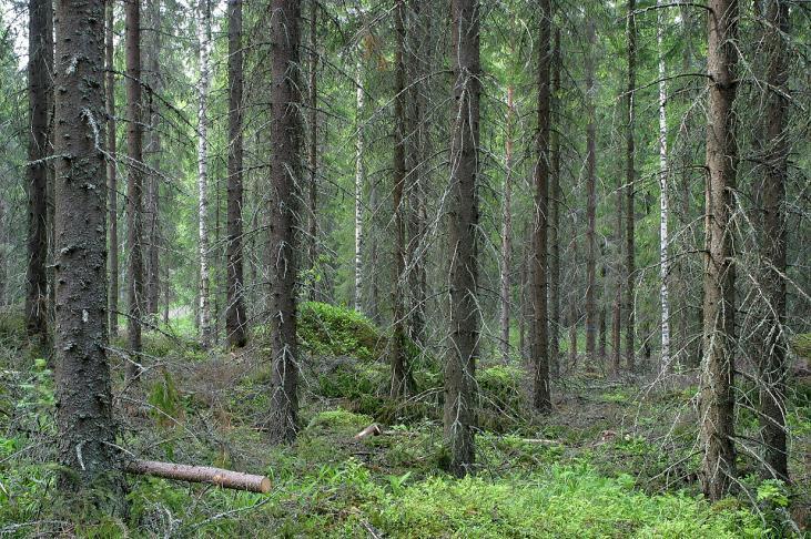 Tasaikäisen metsän muuttaminen jatkuvaan kasvatukseen Kuusikot eri-ikäiskasvatus (poiminta/pienaukot) ei ole valmista