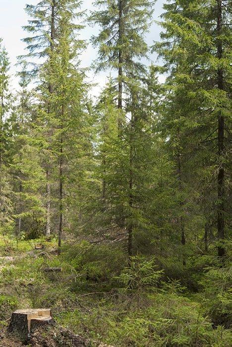 alikasvoksen kehittyminen, pienen puuston suosiminen hidasta kasvua ja vähemmän hakkuita, tuhoriskejä ym.