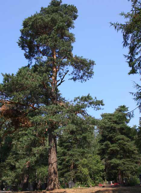 45 Paijalan hautausmaan komeita mäntyjä.