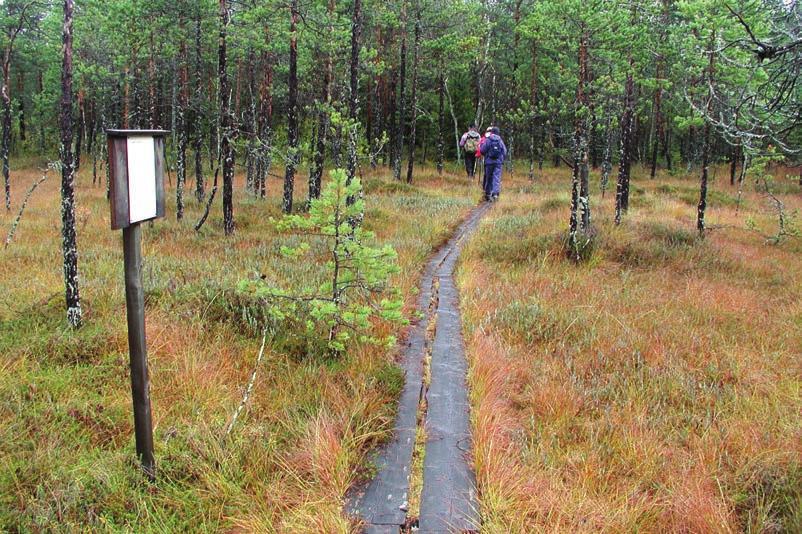 Liikutaan luonnossa kävellen, pyöräillen, meloen TAMPINKIERROS Tampinkierros on Teerijärvensuon luonnonsuojelualueella kiertelevä luontopolku.