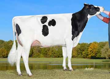 Lockstar (Kingboy x Mogul x Talent), +25, periyttää todella kookkaita ja rakenteeltaan huippuluokan lehmiä. Maitotuotos on hyvä ja kookkaat tyttäret poikivat helposti.