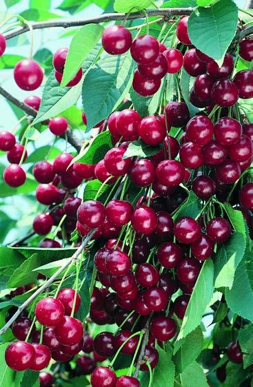 TUHOHYÖNTEISTEN TORJUNTA 135 Calypso SC 480 1 l Tuhohyönteisten torjuntaan useilla puutarhakasveilla Sopii IP-viljelyyn säästää hyötyhyönteisiä ja petopunkkeja Tehoaa useimpiin puutarhakasvien