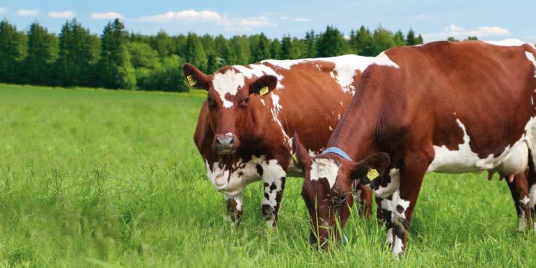 183 +2 000 kg ka/ha TEE KAHDEN TONNIN NOSTO Suurella ja tasalaatuisella nurmisadolla alennat tuntuvasti kotoisen säilörehun tuotantokustannuksia.