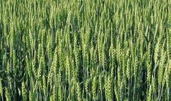l/ha Vesimäärä 200 l/ha Lisätietoja Yara Typpiliuos, 20 50 l/ha + YaraVita Thiotrac, 5 l/ha YaraBela Axan, Sulfan tai Suomensalpietari (100 200 kg/ha) Yara Typpiliuos, 20 50 l/ha + YaraVita