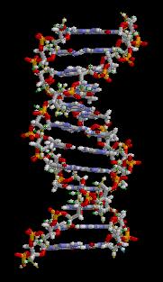 Geeni on kemiallinen merkki, koodi, jonka avulla solu valmistaa omaan tai eliön käytettäväksi jotain tiettyä ainetta. Jokaisella eliölajilla on sille ominainen määrä kromosomeja kussakin solussaan.