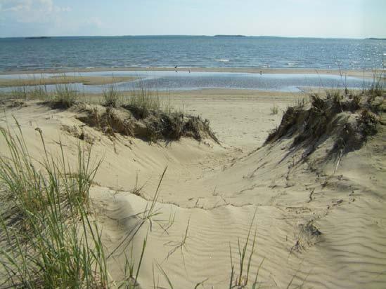 Suomen valkoisilla dyyneillä ja myös Yyterissä kasvaa pääasiassa pioneerilajeja rantavehnää ja paikoin suola-arhoa, ja vaalea hiekka paistaa harvan kasvillisuuden läpi (kuva 5).