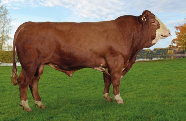 Simmental Ja P av Nes Ja P av Nes on 2014 syntynyt, norjalainen, nupo simmental-sonni, jonka sukutaulussa on mielenkiintoinen yhdistelmä brittiläisiä ja saksalaisia huippusonneja.