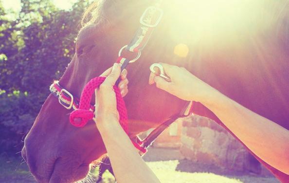 Hevosvakuutus Ratsu tai ravuri, kilpa- tai harrastekäytössä hevosesi voi olla rakas ystävä. On surullista, jos se vammautuu tai sairastuu, tai menetät hevosesi.