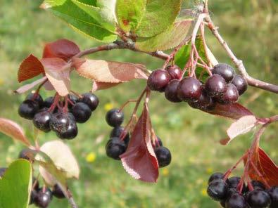 vehnälese Lakka Juolukka Maapähkinä Tumma suklaa Tyrni Mansikka Antosyaanit Muut flavonoidit