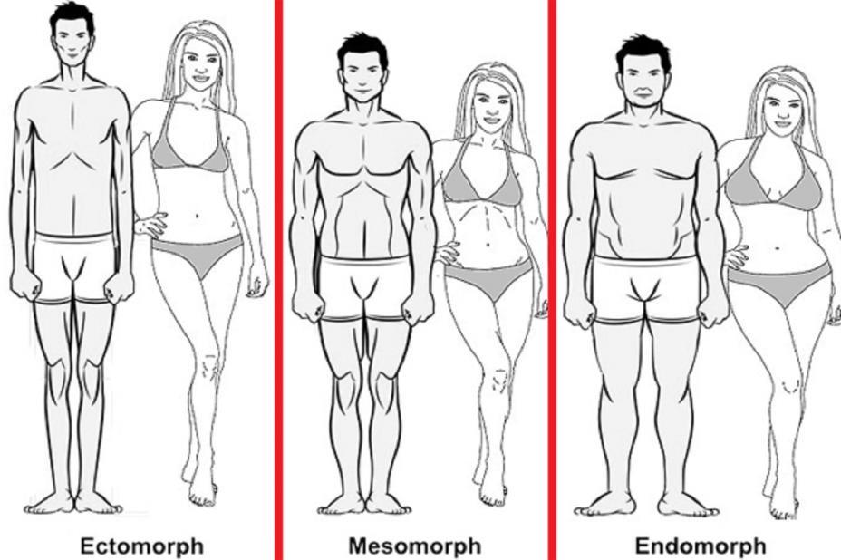Endomorfi, mesomorfi, ektomorfi Myös William Sheldon työskenteli luonnetyyppien parissa. Hän piti ruumiinrakenteen ja luonteen yhteyttä tärkeänä päätyen hyvin samanlaisiin lopputuloksiin.