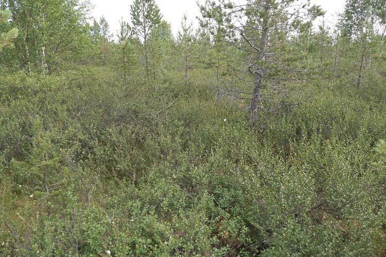 10 Kuva 12. Turvekankaan kenttäkasvillisuutta hallitsee runsas vaivaiskoivikko. Kuva 13. Hieskoivuvaltainen turvekangas.