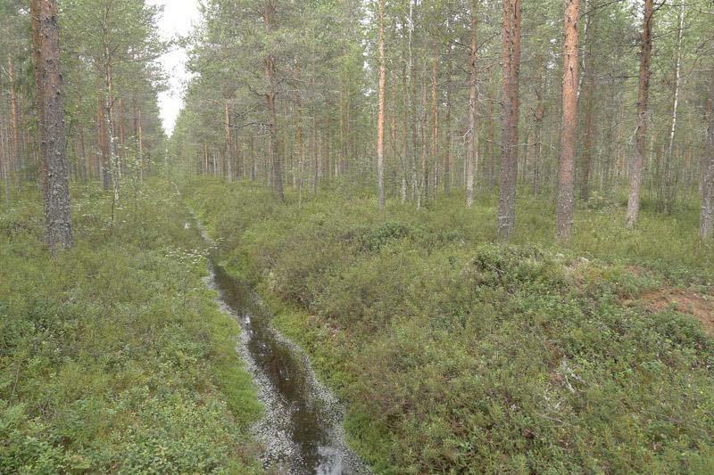 16 Kuva 15. Kangasrämettä Palokankaan selvitysalueella. Selvitysalueen mäntykankaat ovat lähinnä puolukkatyypin (VT) kuivahkoja kankaita sekä kanervatyypin (CT) kuivia kankaita.