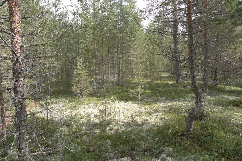 Kuivalla kankaalla kasvaa poronjäkäliä.