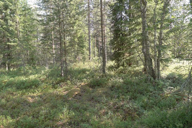 18 Kuva 19. Selvitysalueen pohjoisosassa esiintyy tuoretta kangasmetsää. Selvitysalueen eteläosan suoalue on reunoiltaan ojien läheisyydestä kuivahtanut ja kasvillisuudeltaan eriasteisesti muuttunut.