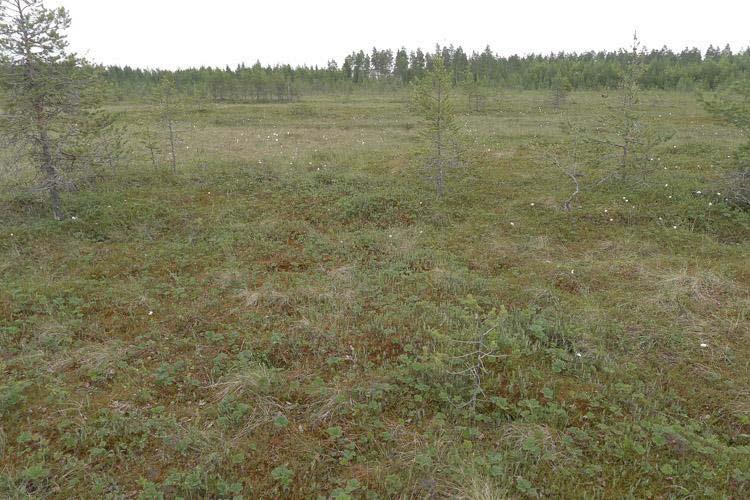 Suon keskiosassa esiintyy luonnontilaisen kaltaista lyhytkorsinevaa, Sphagnum-rimpinevaa sekä rahkarämettä.