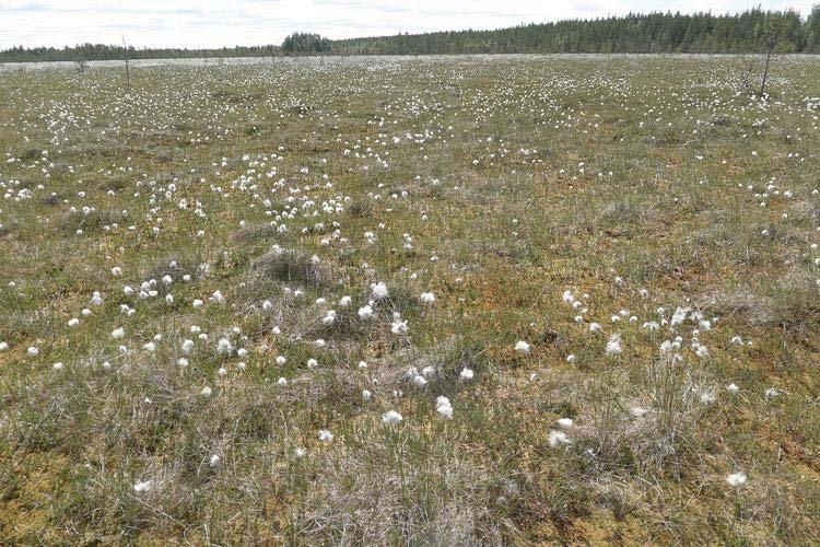 21 3.7 Riita-aho 3.7.1 Alueen yleiskuvaus, luontotyypit ja kasvillisuus Riita-ahon suunniteltu ylijäämämaiden sijoitusalue (pinta-ala noin 9,5 ha) sijaitsee noin 1,5 km Ylikiimingin keskustasta pohjoiseen.