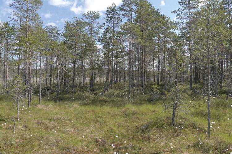 22 Kuva 25. Selvitysalueen kaakkoiskulmassa esiintyy pallosararämettä. Selvitysalueen koillisosassa on kaksi koillisesta lounaaseen kulkevaa rimpinevajuottia (RiN). Rimpinevan yleisin laji on raate.
