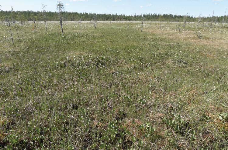 Luhtainen rimpineva on todennäköisesti saanut alkunsa suon koillispuolella sijaitsevalta kivennäismaaharjanteelta suolle virtaavasta pintavedestä.