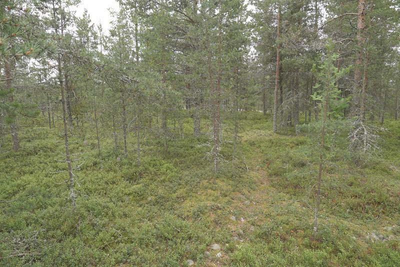 24 3.8 Runteli 3.8.1 Alueen yleiskuvaus, luontotyypit ja kasvillisuus Runteli sijaitsee noin 5,7 km Haukiputaan keskustasta lounaaseen.