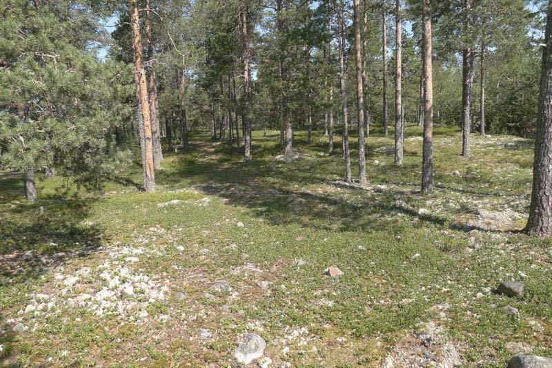 25 Kuva 30. Karuimmilla paikoilla sianpuolukka on hallitseva laji.