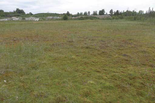 28 Kuva 37. Sphagnum-rimpinevaa sekä taustalla Taatanperän kaatopaikka. Kuva 38.