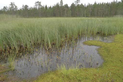 Sammakkolampi on pieni lampi, joka on jäänyt osittain kaatopaikan eteläosan täyttömateriaalin alle.