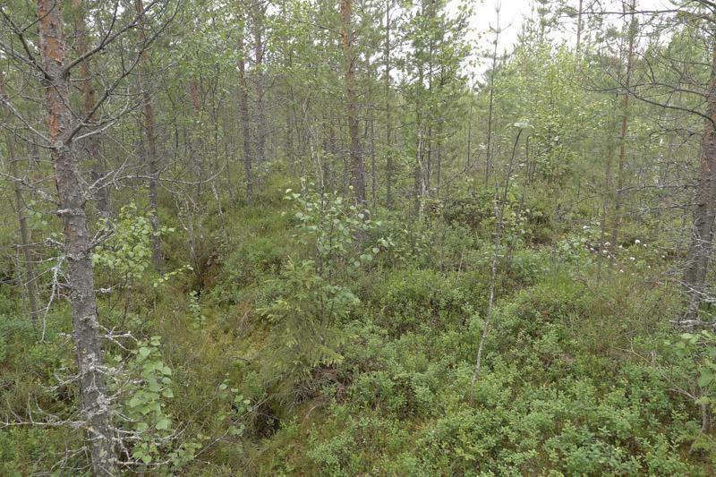 29 3.10 Välimaa 3.10.1 Alueen yleiskuvaus, luontotyypit ja kasvillisuus Välimaan selvitysalue käsittää noin 13 ha kokoisen alueen, joka sijaitsee noin 6 km Kiimingin keskustasta pohjoiseen.